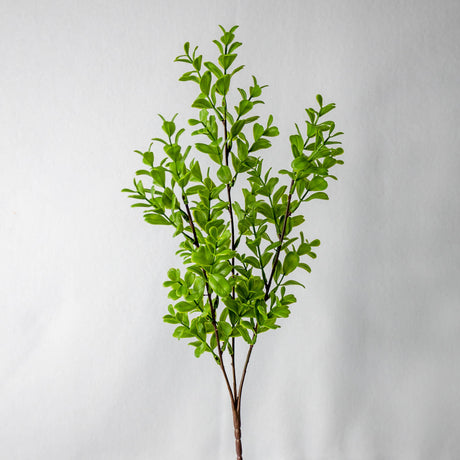 Brush Box Stems