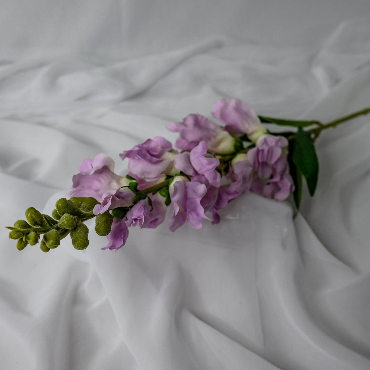 Lavender Snap Dragons