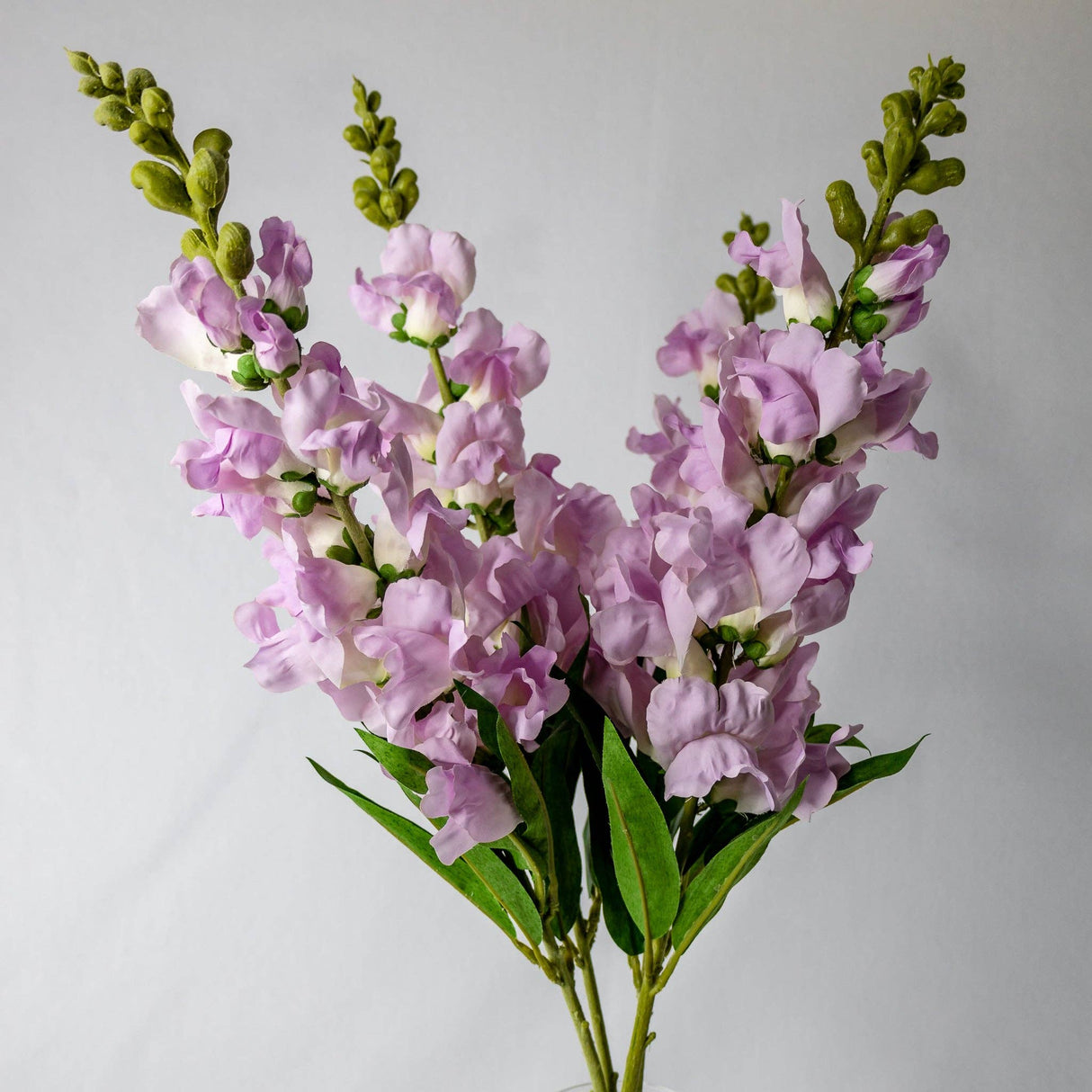 Lavender Snap Dragons