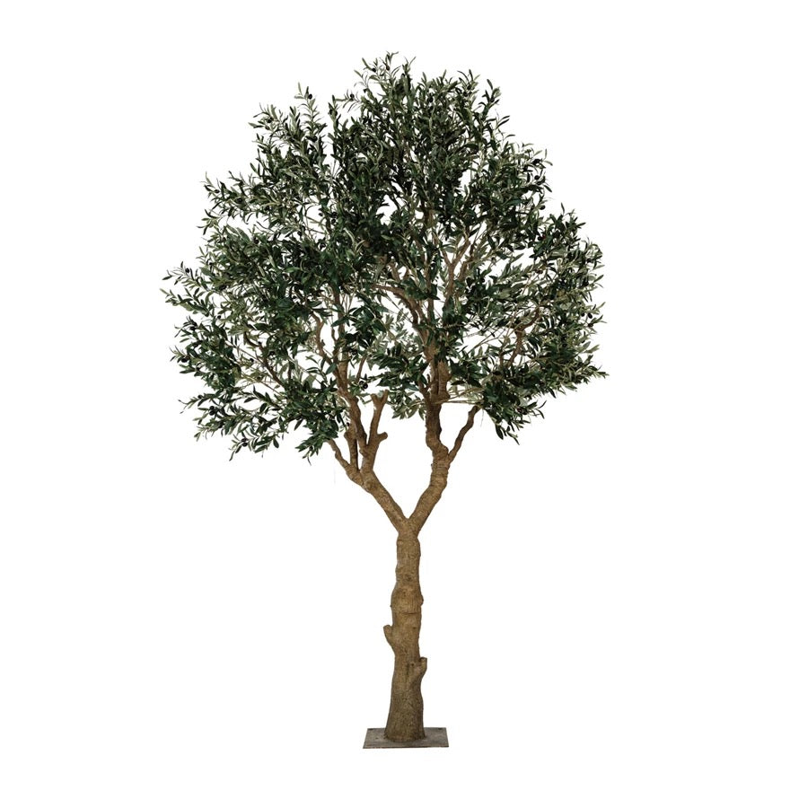olive tree