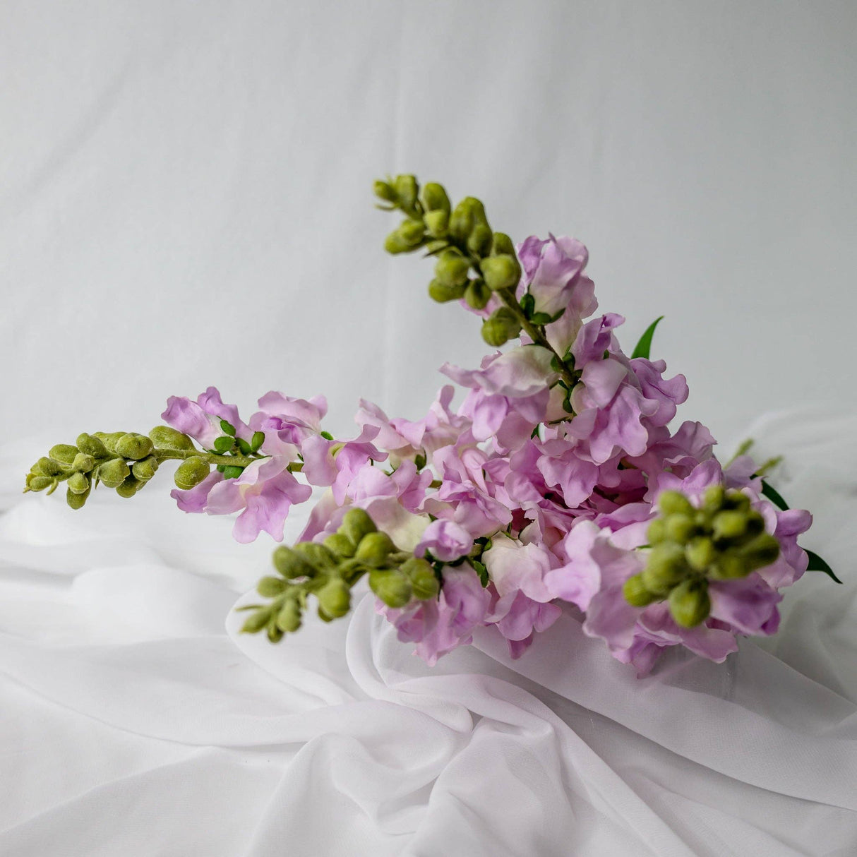 Lavender Snap Dragons