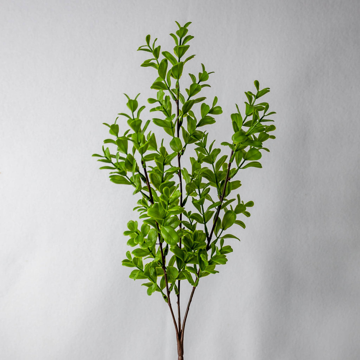 Brush Box Stems
