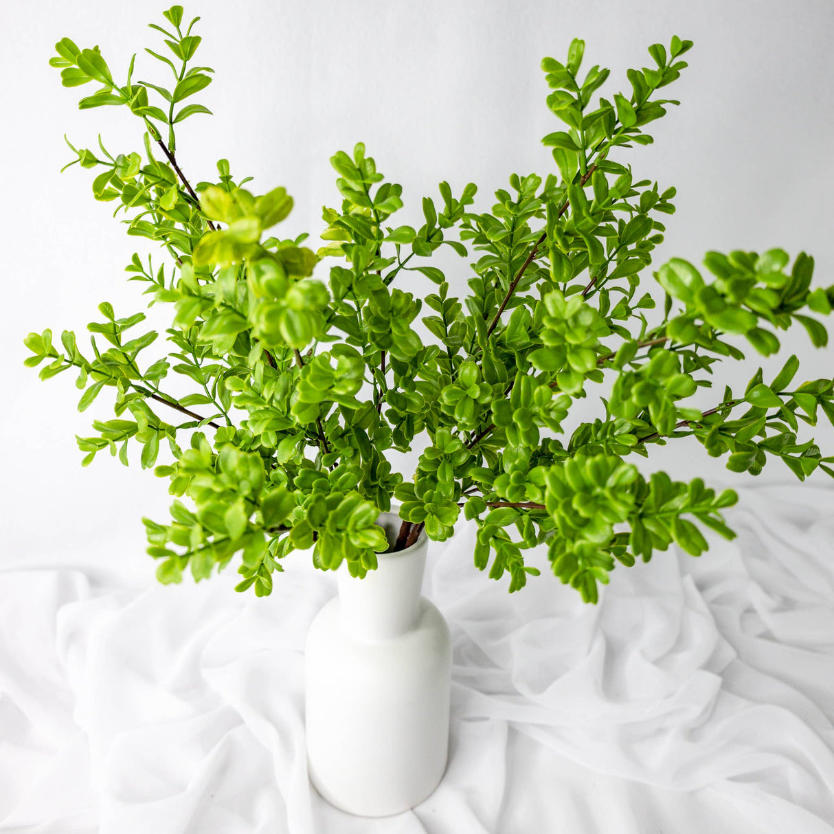 Brush Box Stems