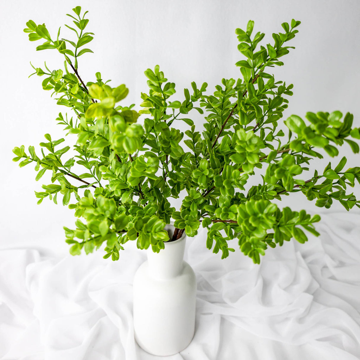 Brush Box Stems