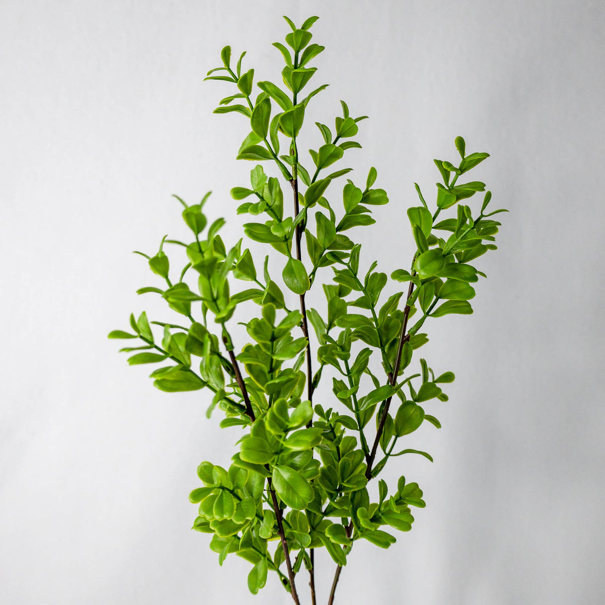 Brush Box Stems