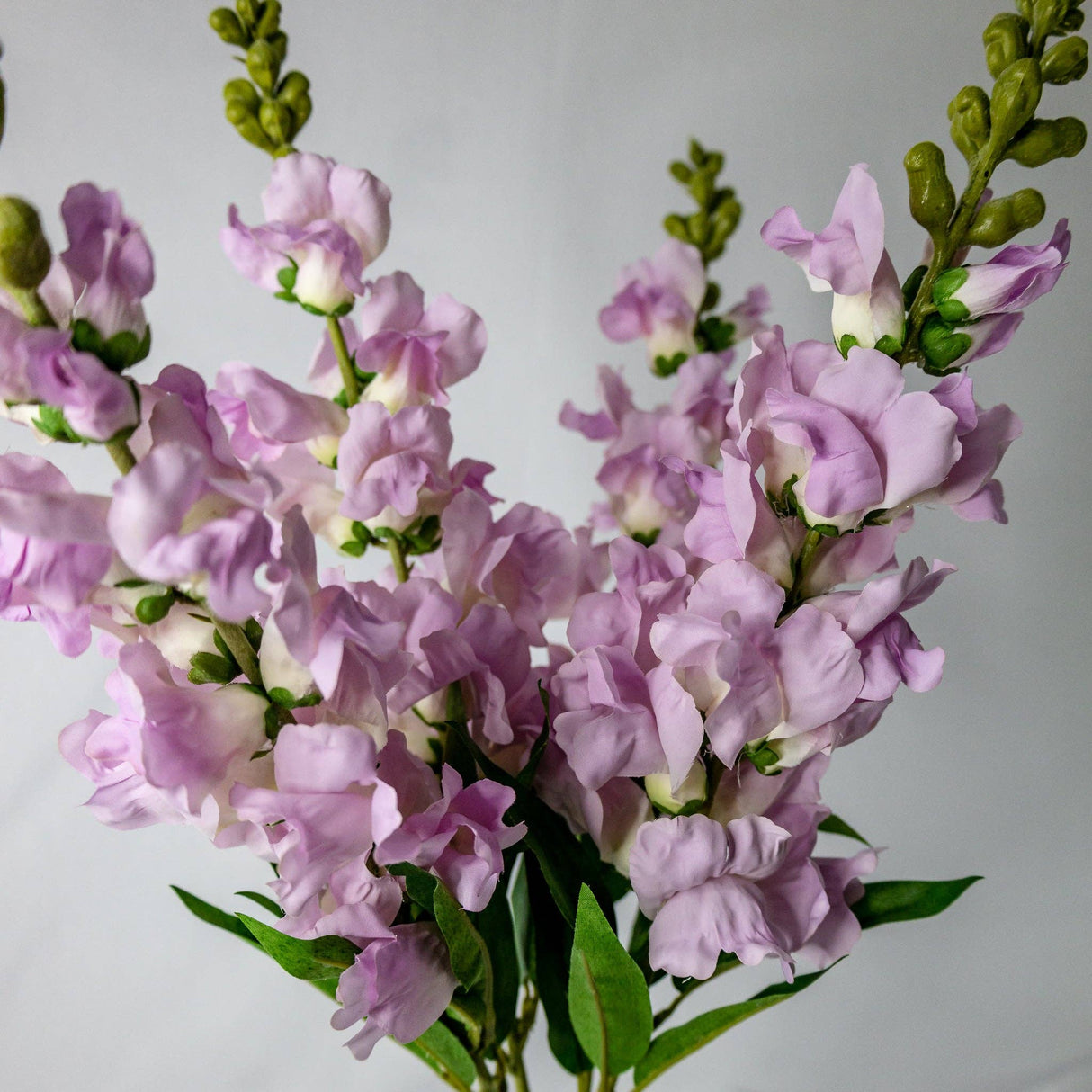 Lavender Snap Dragons