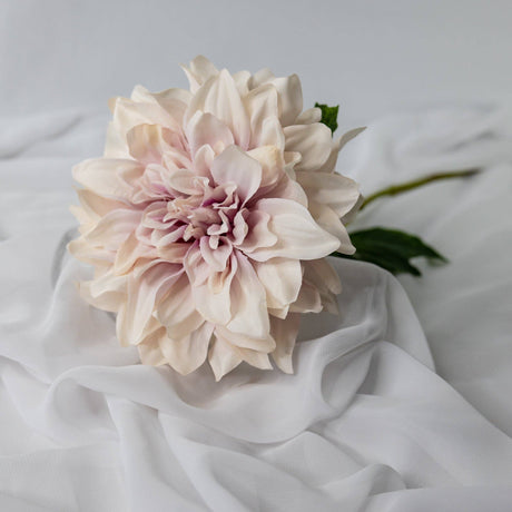 Dusky Pink Dahlia