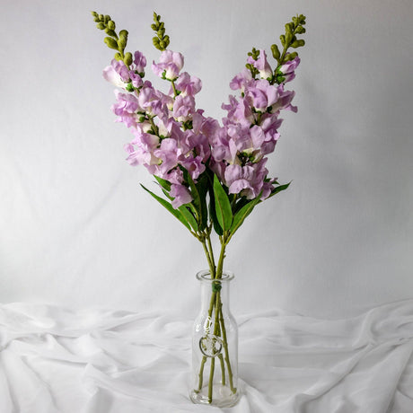 Lavender Snap Dragons