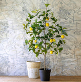 Lemon Tree