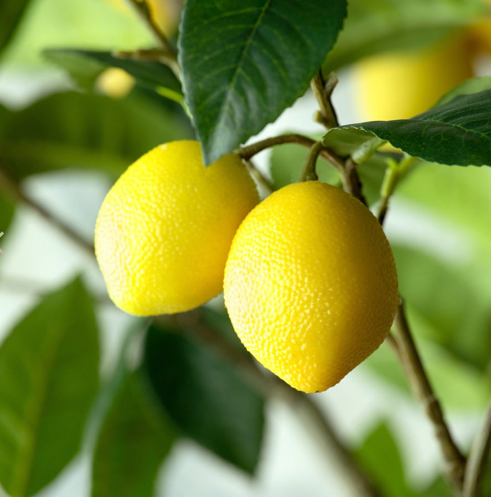 Lemon Tree